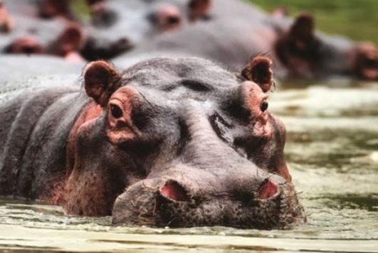 Akagera National Park