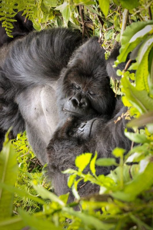 6days Gorilla trekking and Akagera National Park