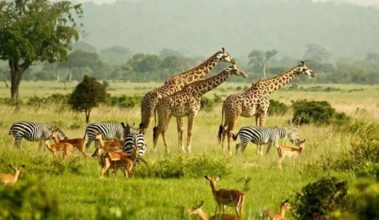 4DAYS AT QUEEN ELIZABETH NATIONAL PARK